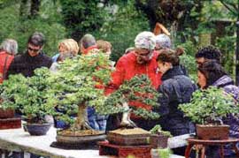 Visitatori ammirati davanti a una fila di alberelli bonsai