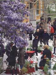 Stand di fiori e bonsai allestiti sotto un grande albero di glicine